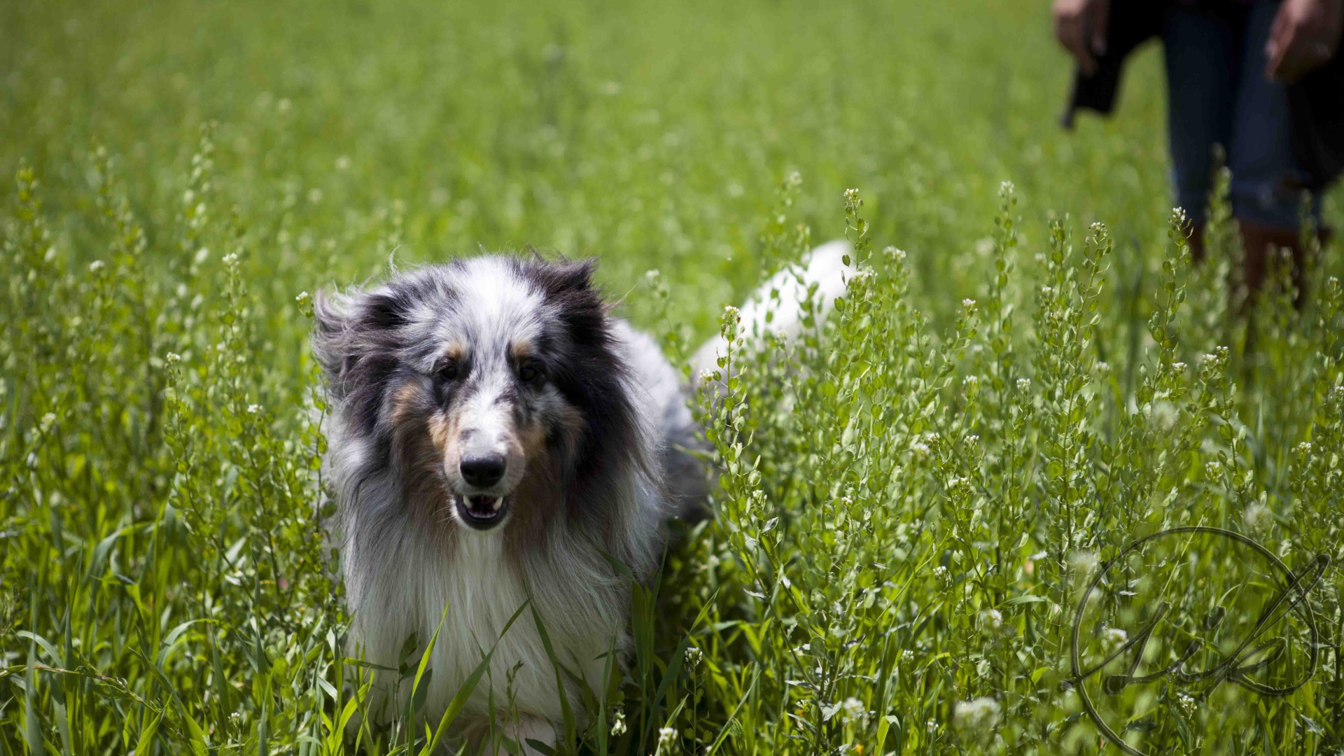 Красивая собака породы шелти в высокой траве