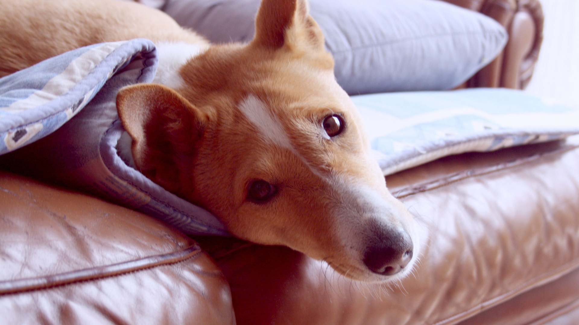 Красивая собака породы басенджи отдыхает на диване