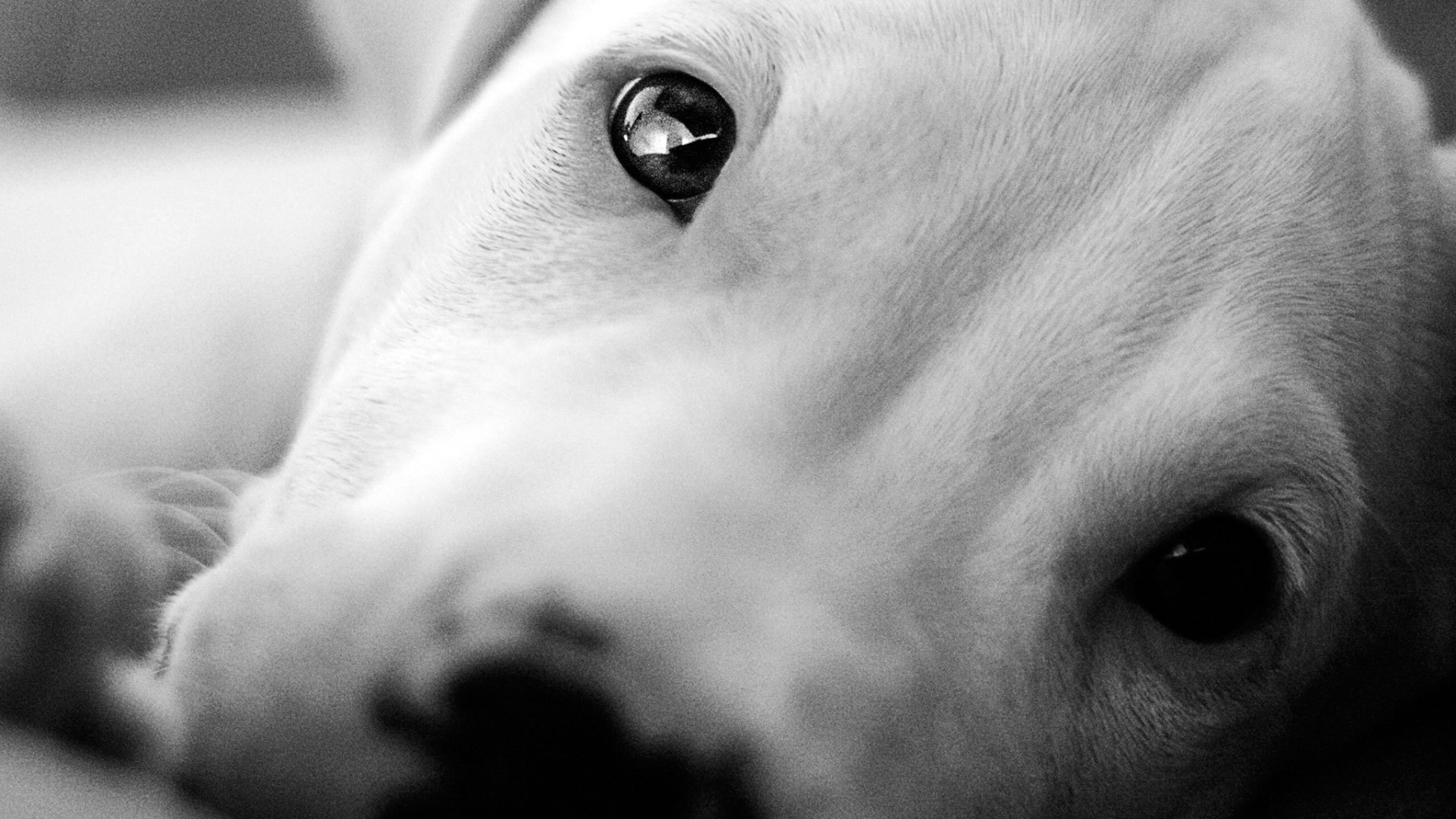 Красивые глаза аргентинского дога