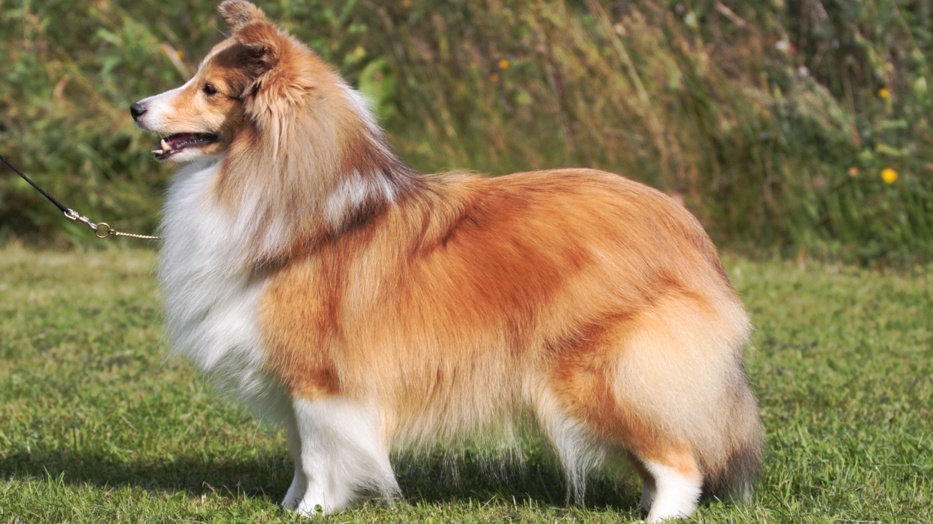 Пушистая красивая собака породы шелти