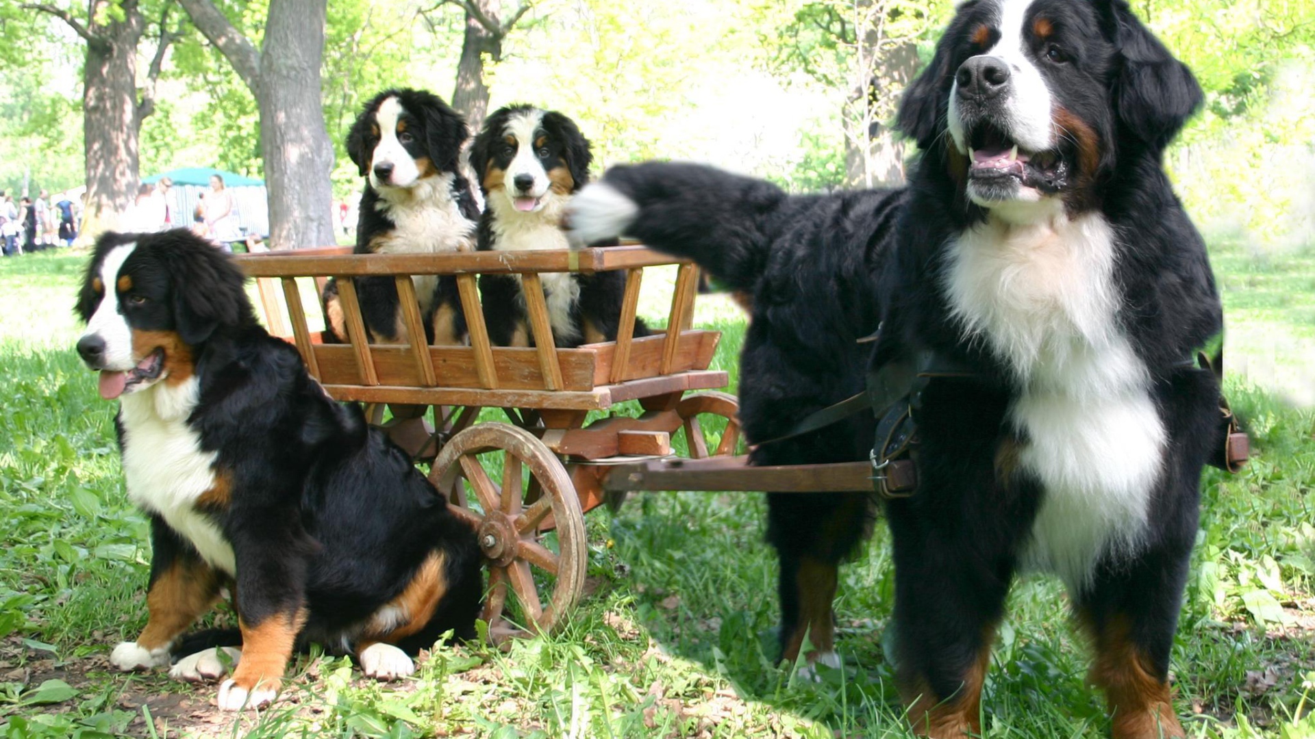Бернская пастушья собака и её потомство