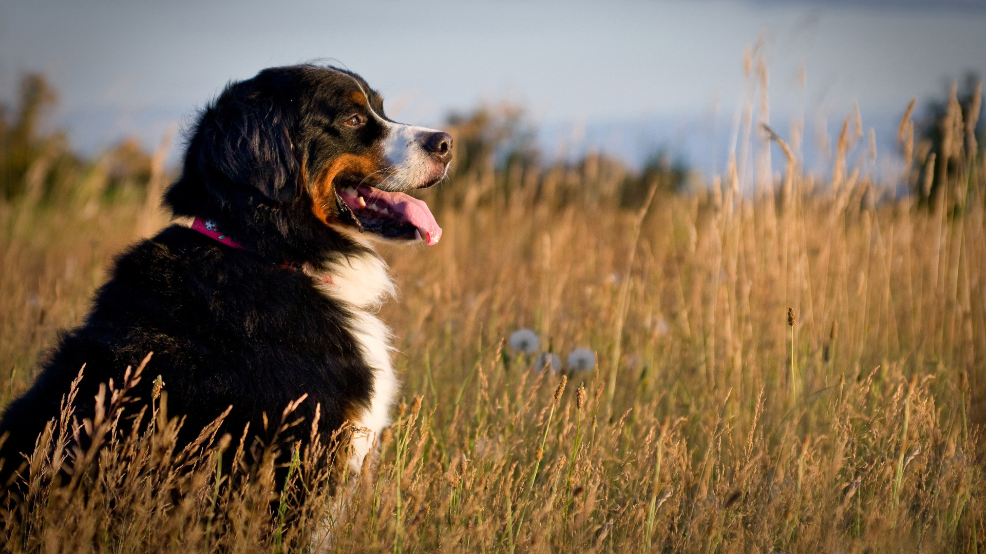 Бернская пастушья собака в поле