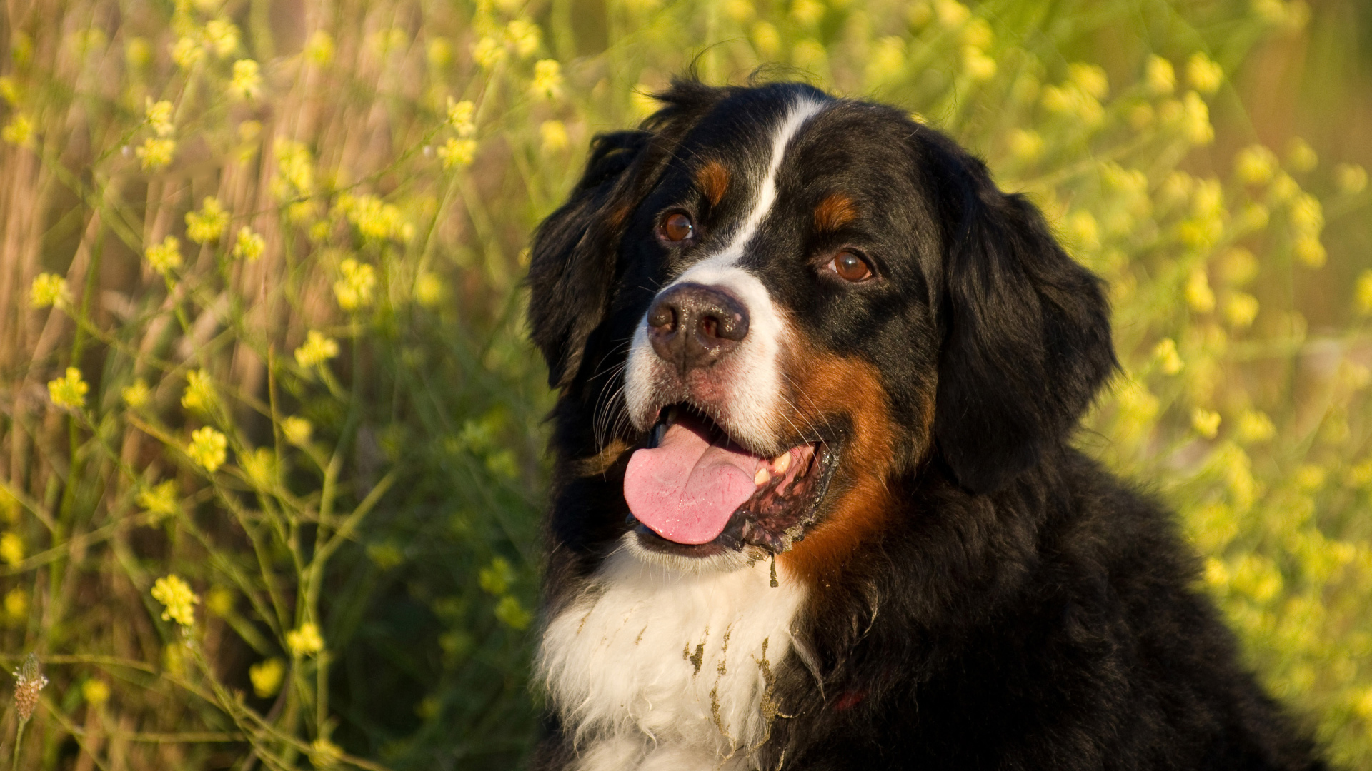 Бернская пастушья собака в цветах