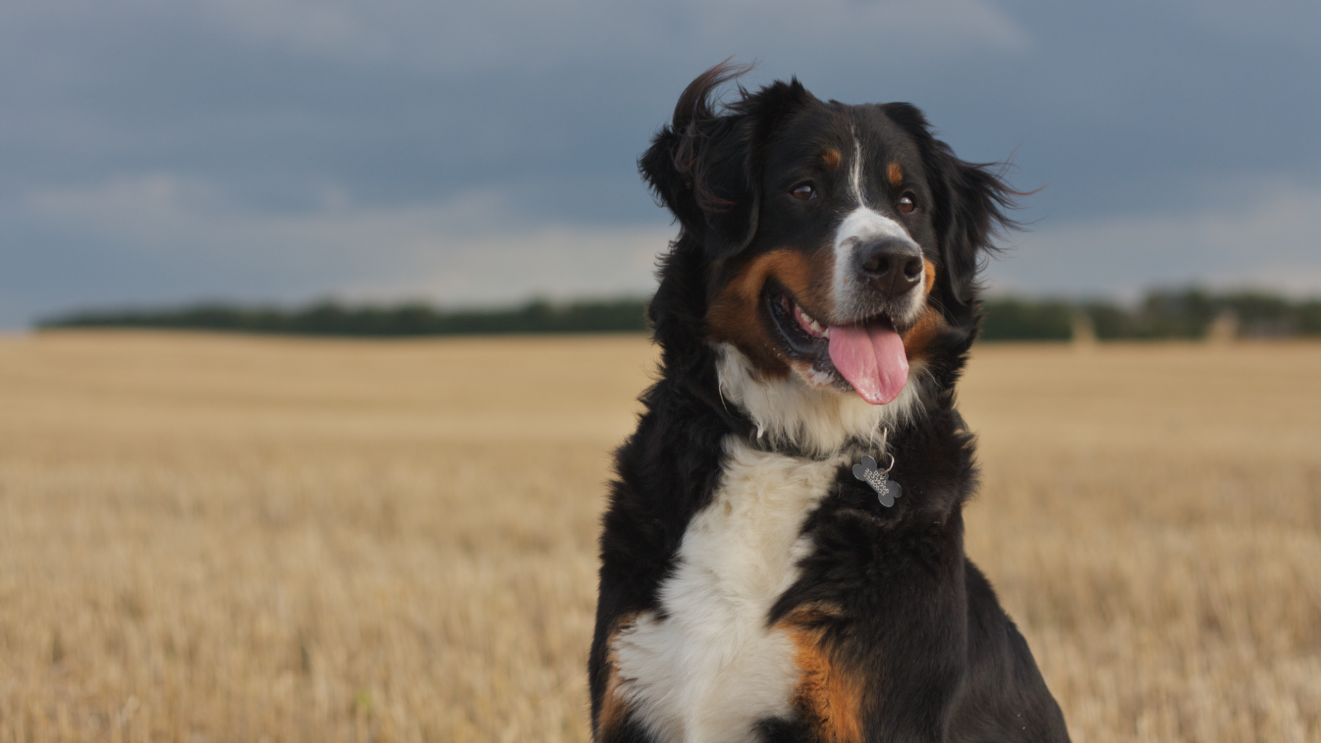 Бернская пастушья собака смотрит вдаль