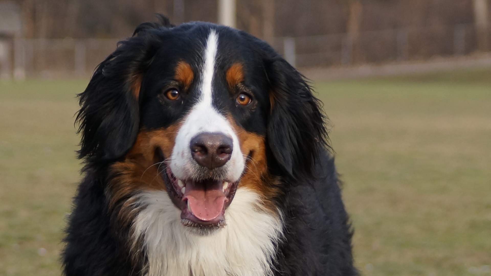Бернская пастушья собака улыбается