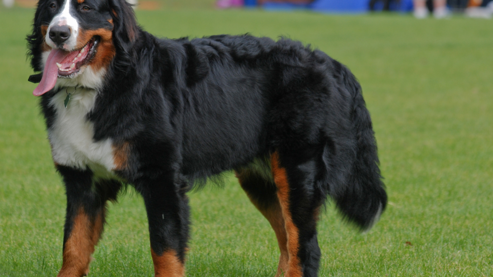 Бернская пастушья собака с длинным языком