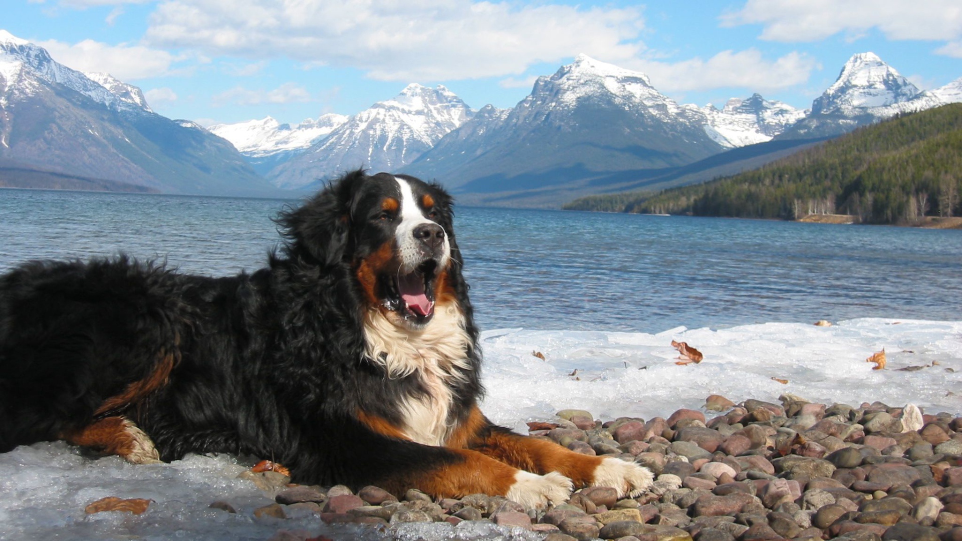Бернская пастушья собака зевает на фоне гор