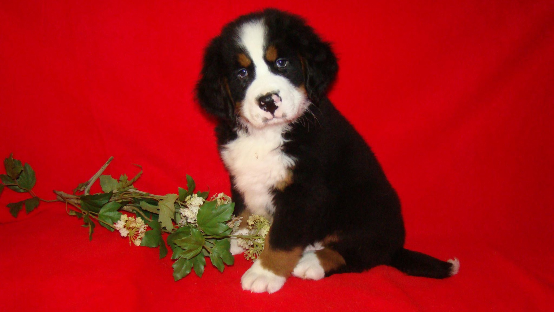 Щенок бернской пастушьей собаки и цветок