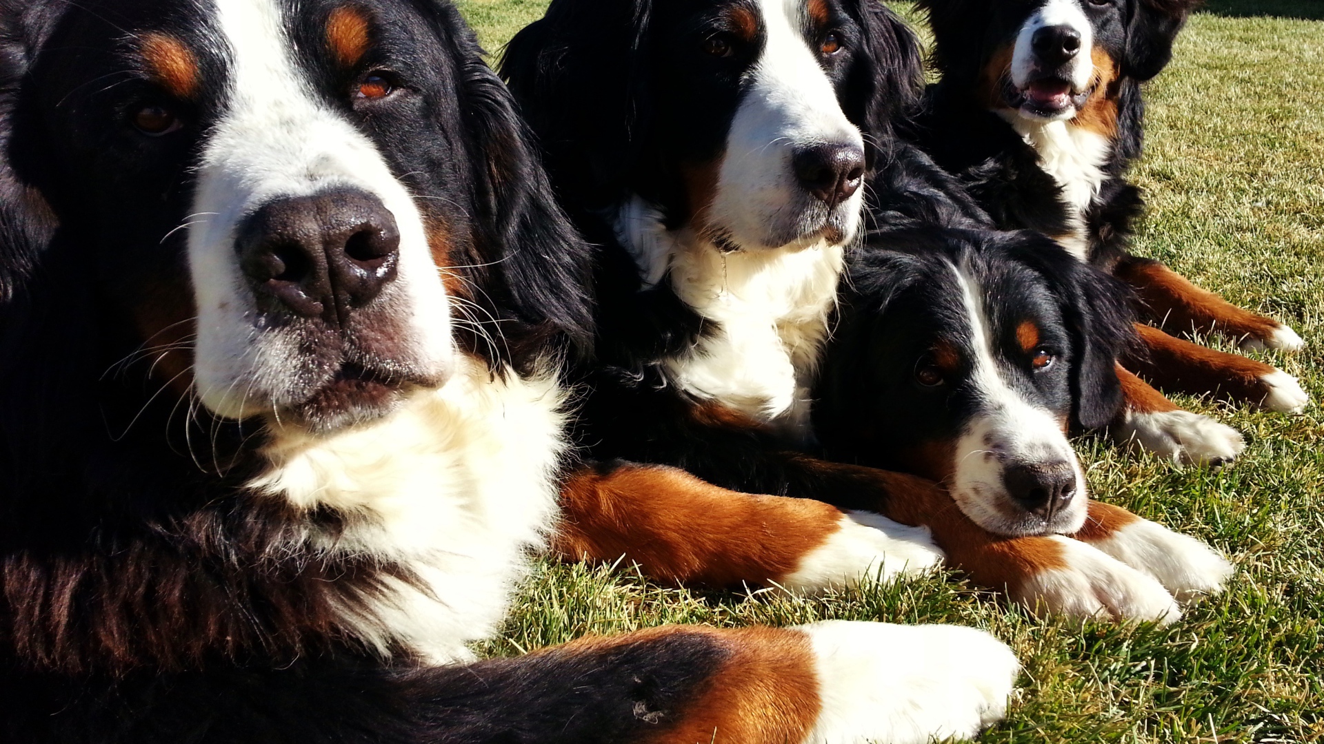 Бернские пастушьи собаки лежат на траве