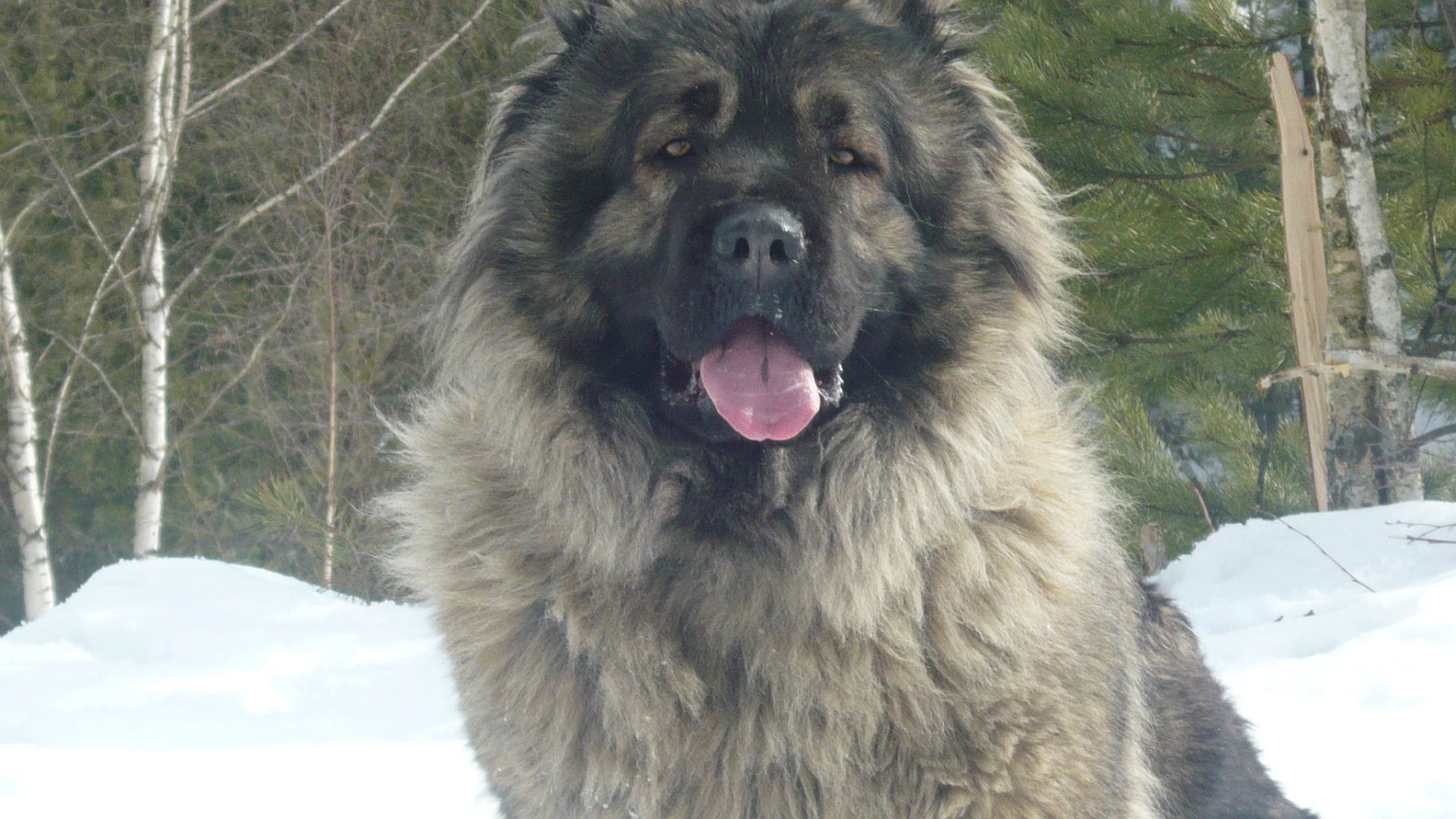 Большая Кавказская овчарка сидит на снегу