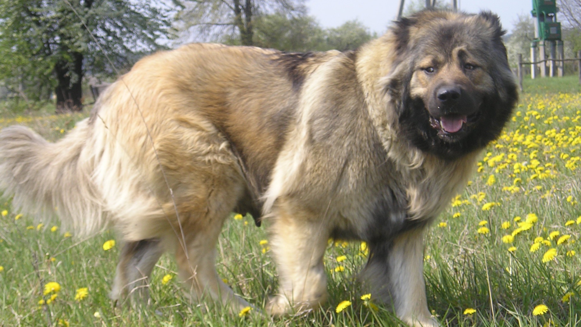 Большая Кавказская овчарка в поле
