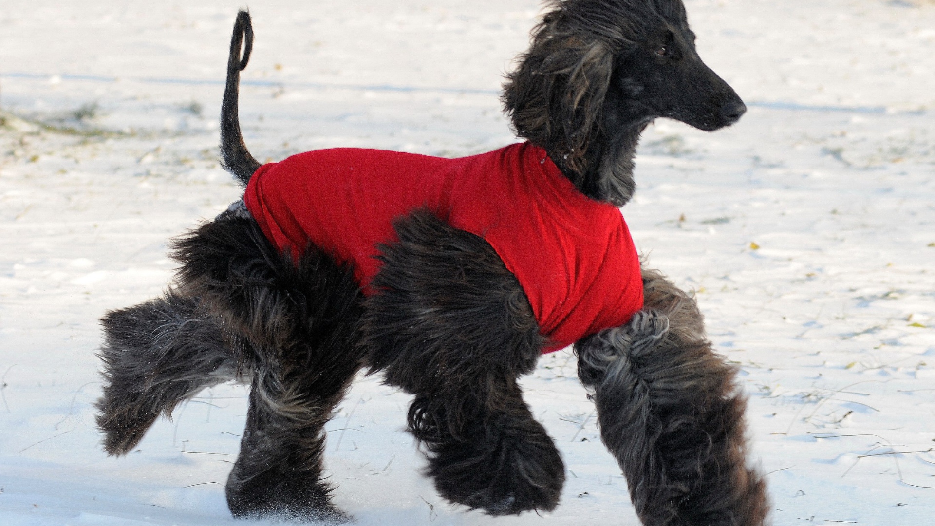 Чёрная афганская борзая бежит по снегу