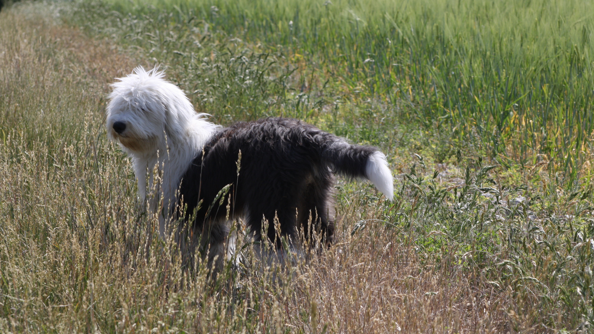 Собака породы бобтейл стоит в поле