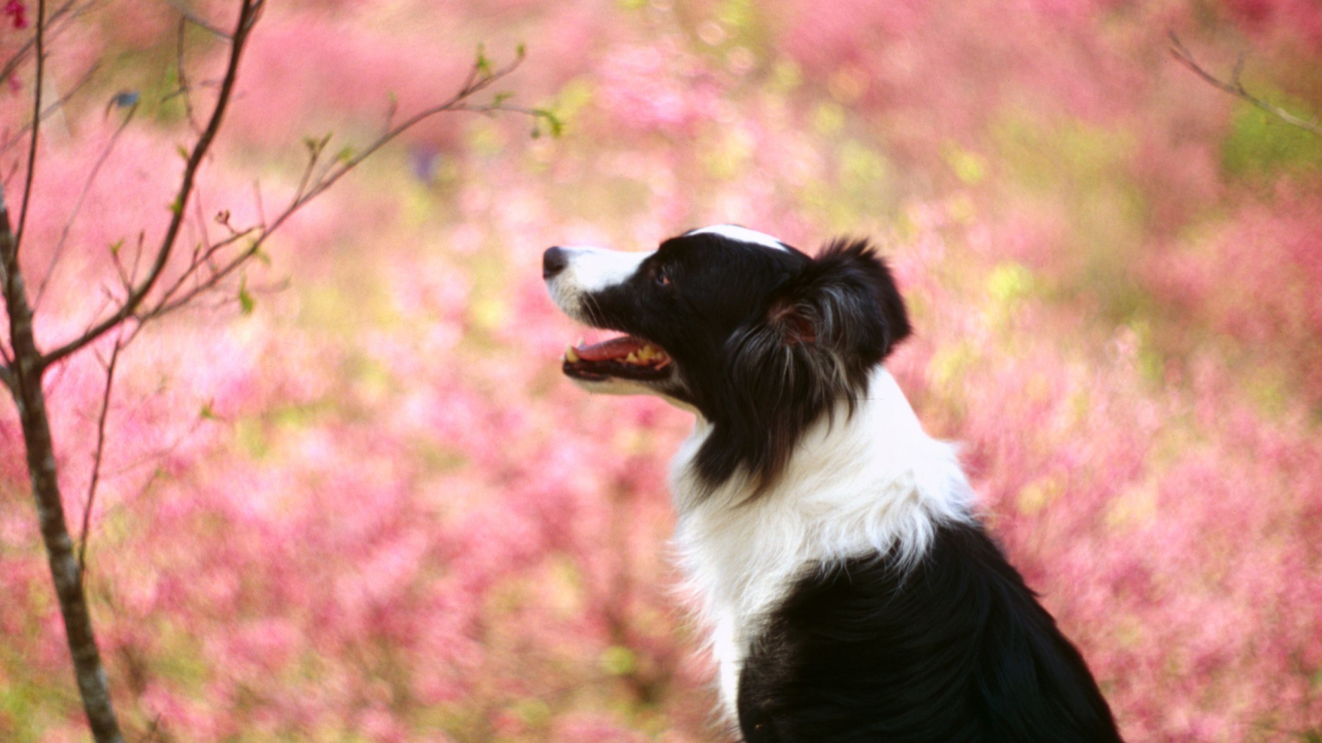 Бордер-колли на фоне цветущих деревьев
