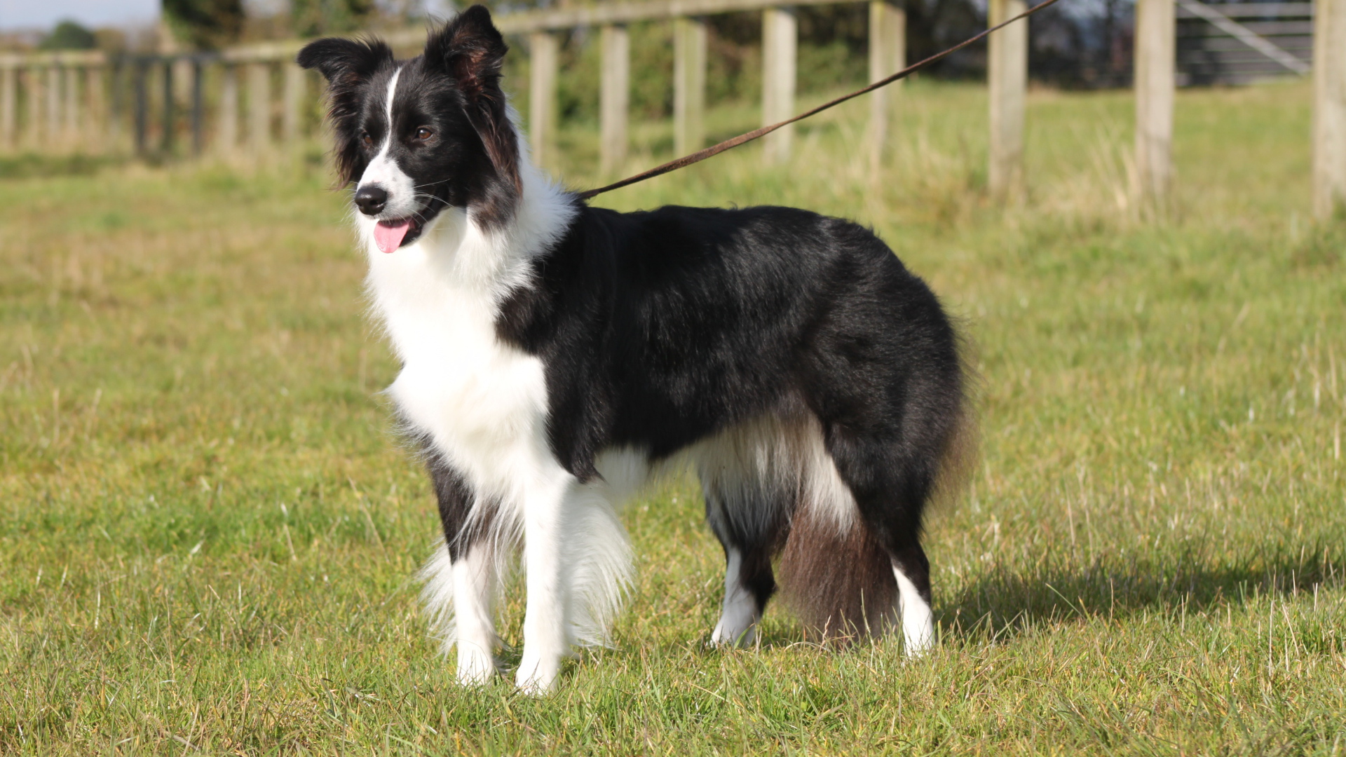 Бордер-колли на поводке