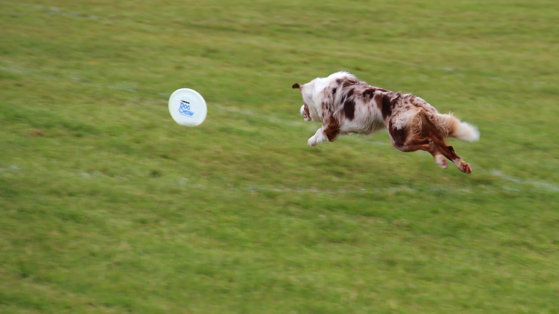 Бордер-колли бежит за фрисби