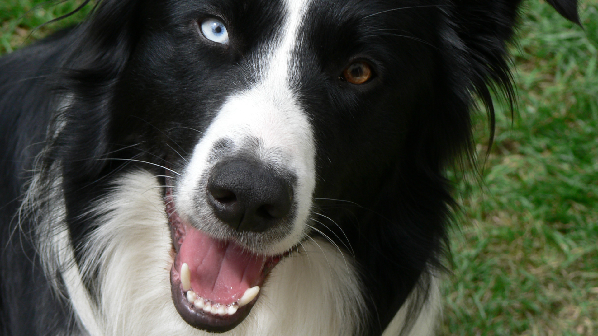 Бордер-колли с разными глазами