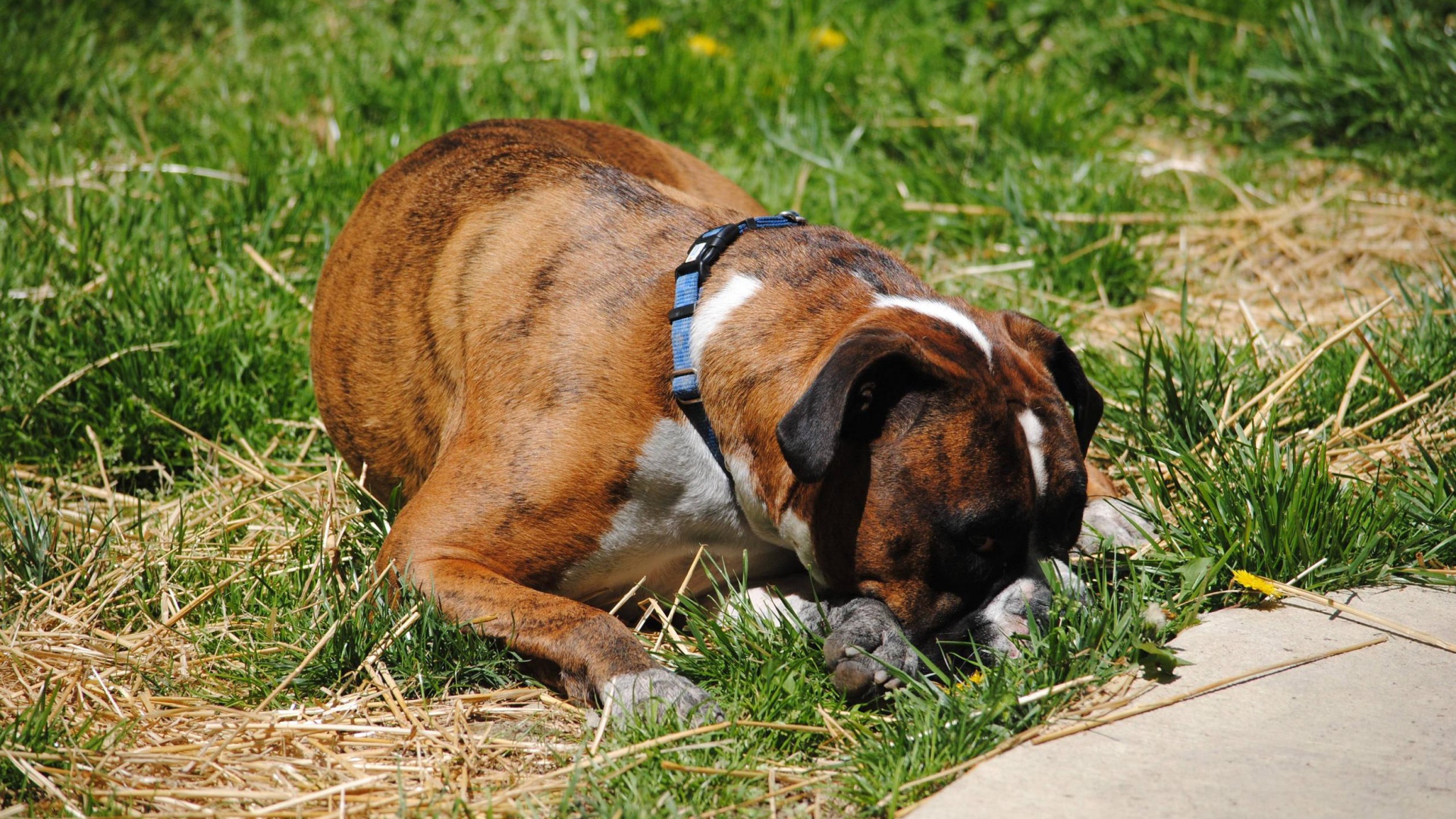 Боксёр в печали