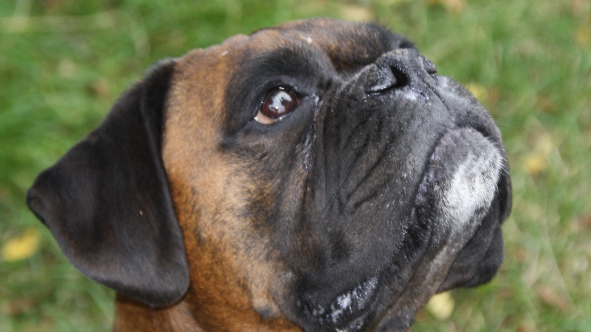 Боксёр смотрит вверх