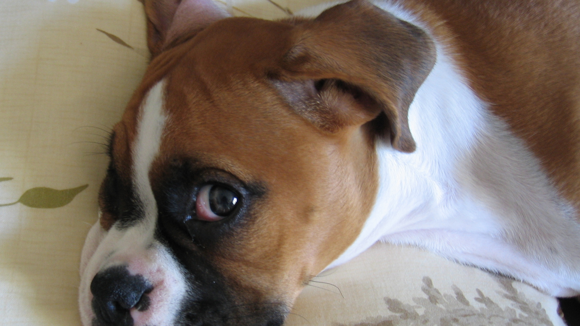 Боксёр смотрит одним глазом на фотографа