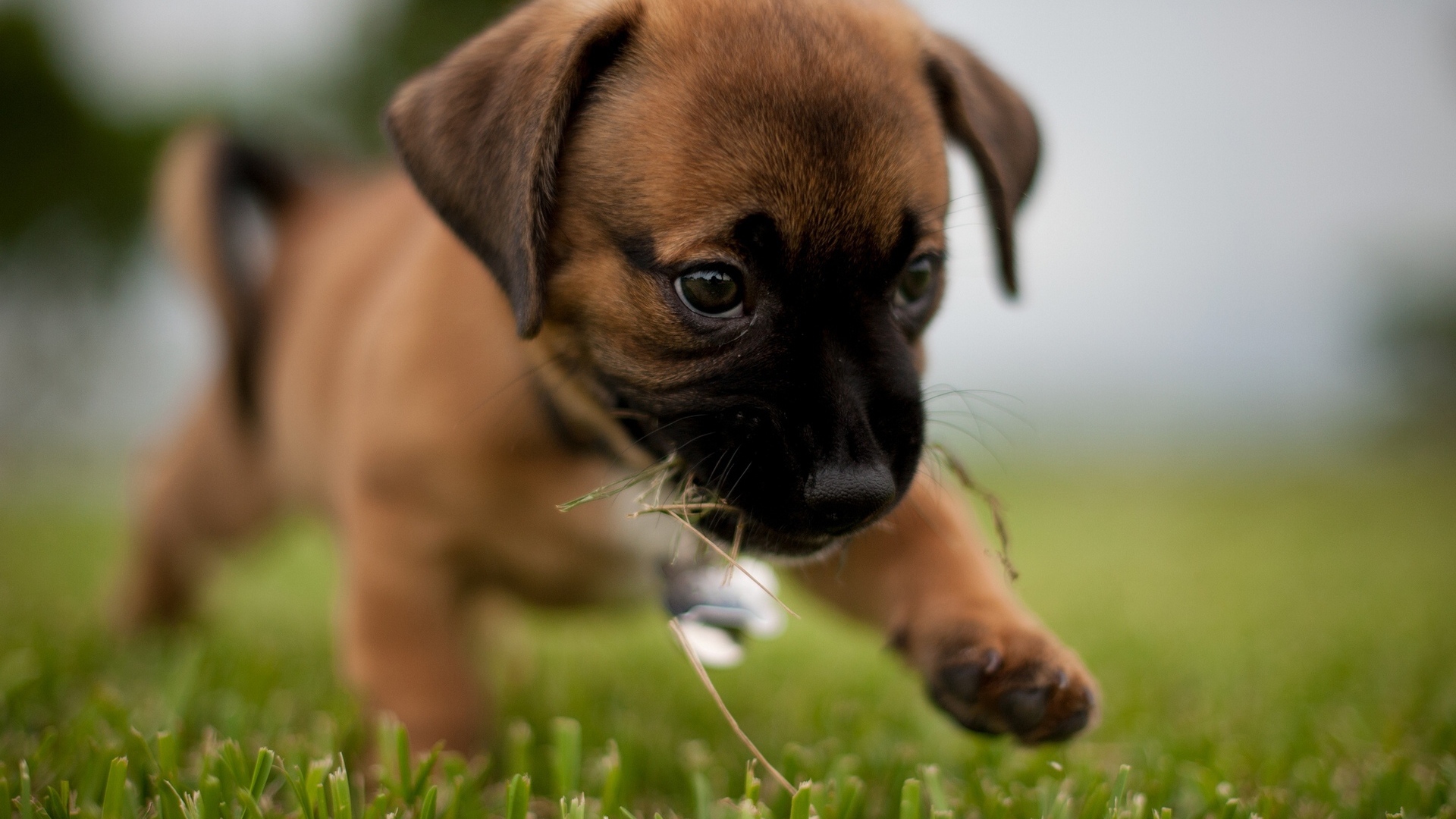Щенок боксёра первый раз на улице