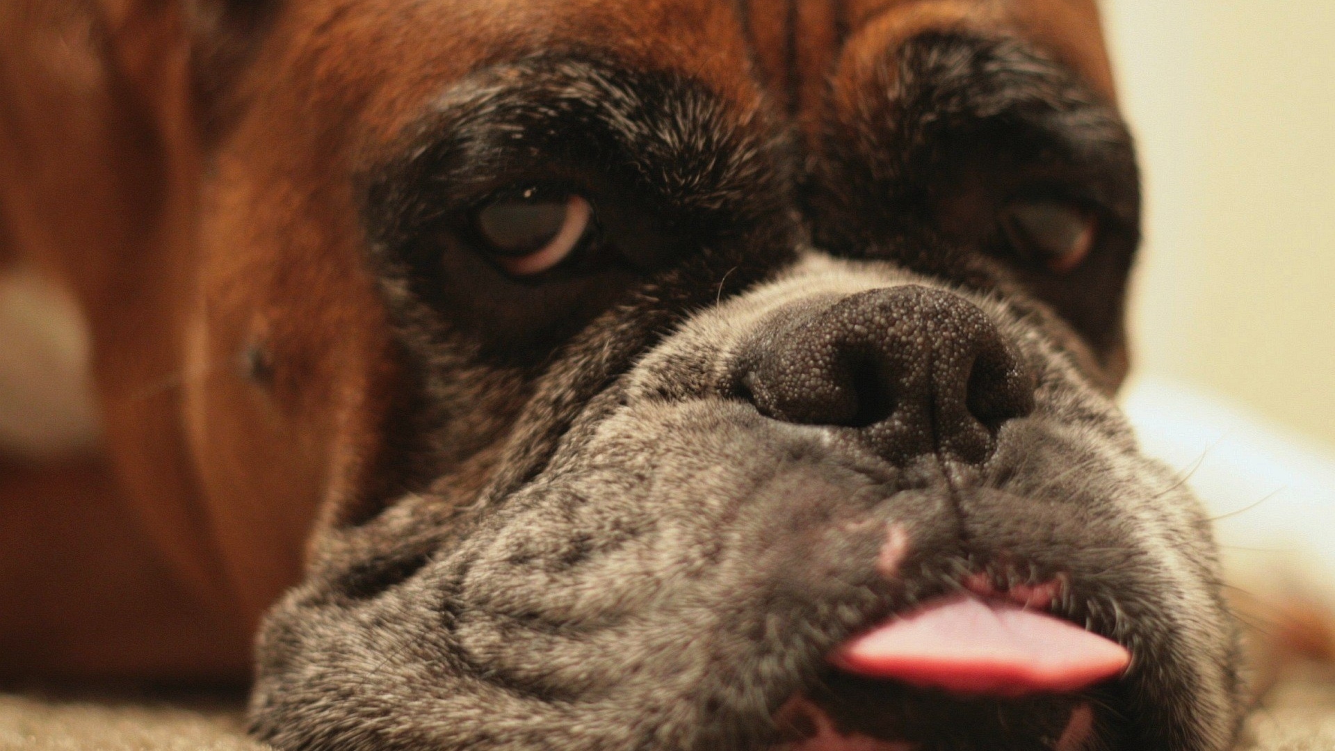 Боксёр показывает язык