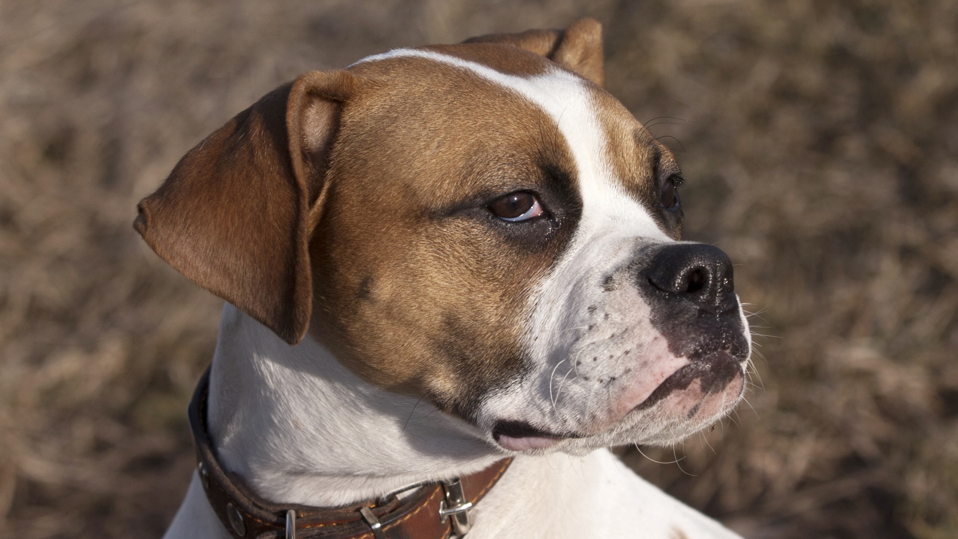 Боксёр с безразличным взглядом