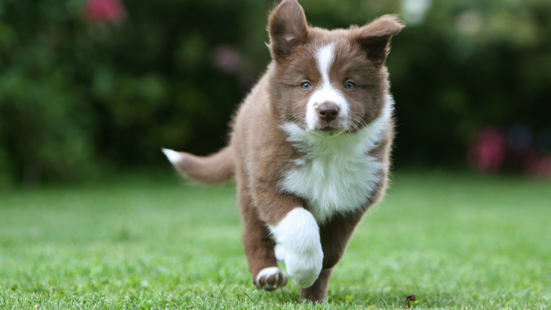 Коричневый щенок бордер-колли бежит