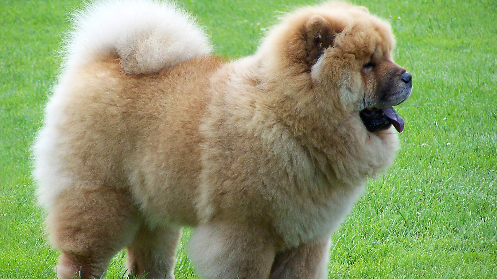 Чау-чау на прогулке