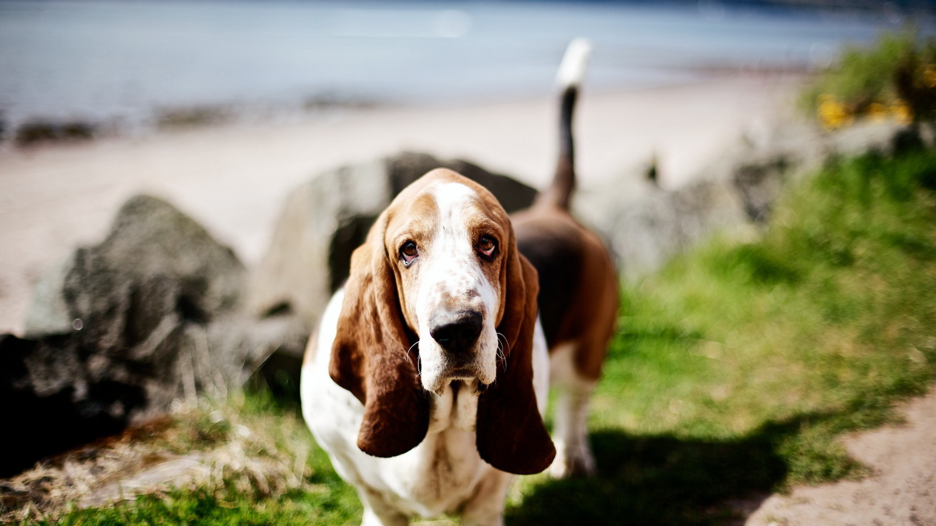 Милый бассет-хаунд на природе