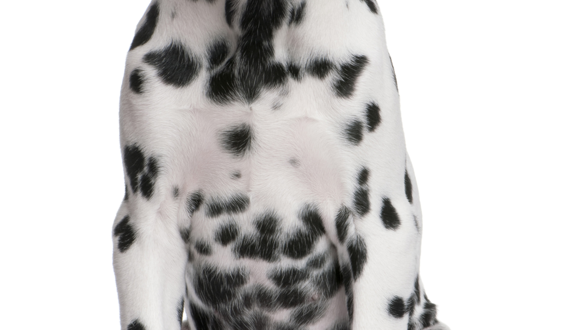 Далматин сидит на полу