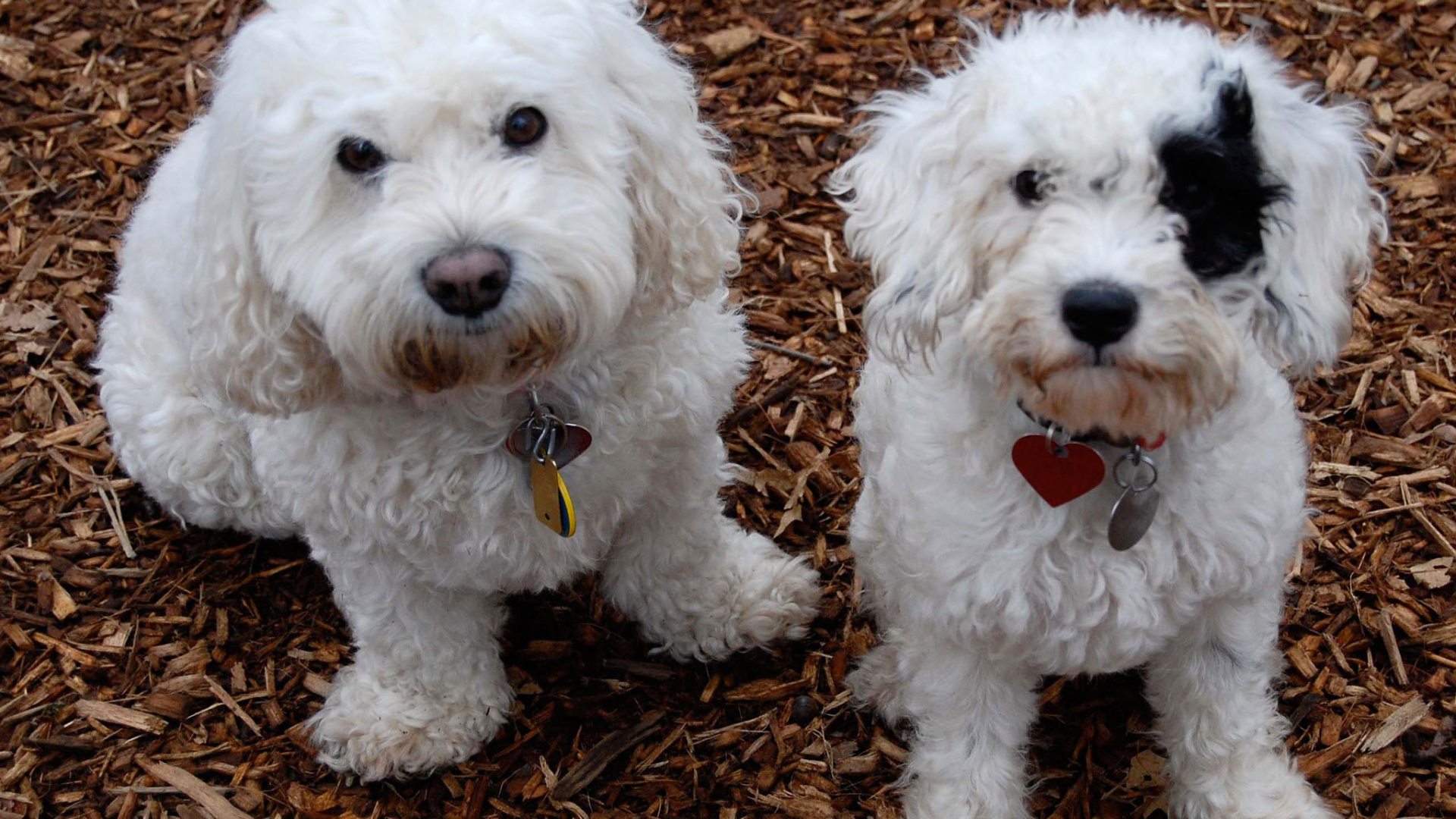 Собаки породы бишон-фриз смотрят на фотографа