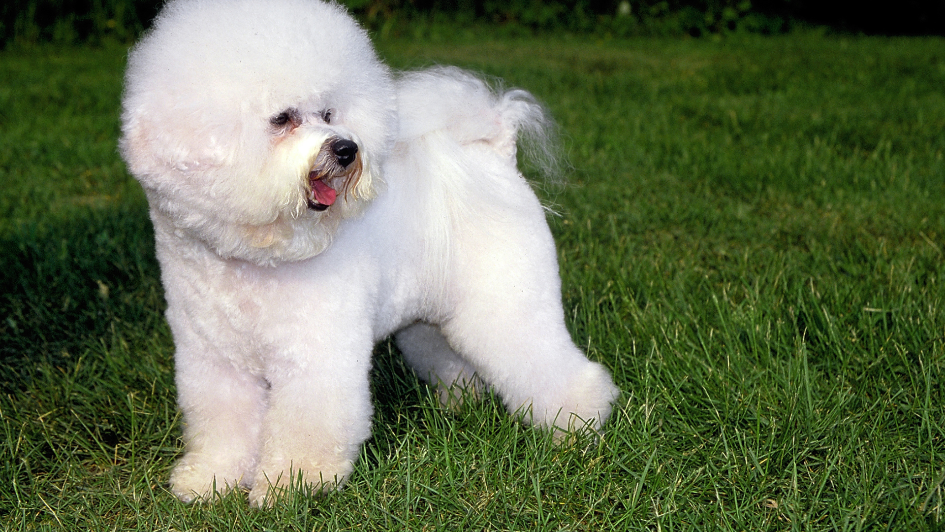 Собака породы бишон-фриз на траве