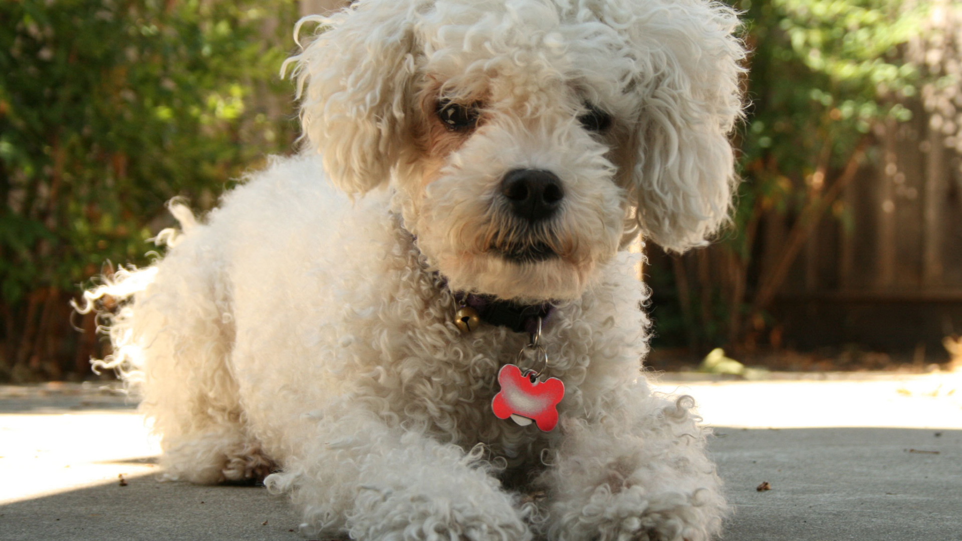 Собака породы бишон-фриз с кулоном