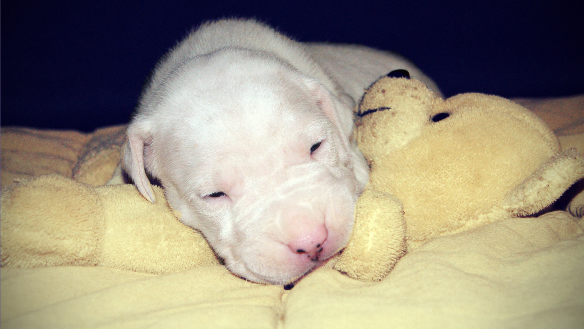 Щенок аргентинского дога