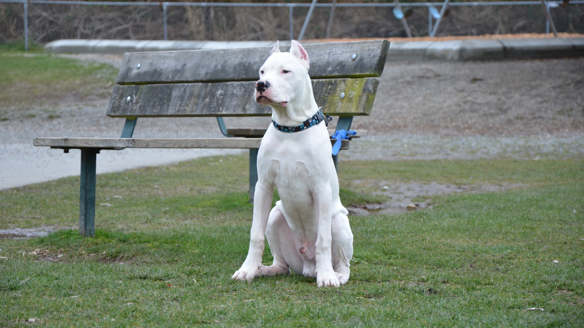 Dogo Argentino guards the bench
