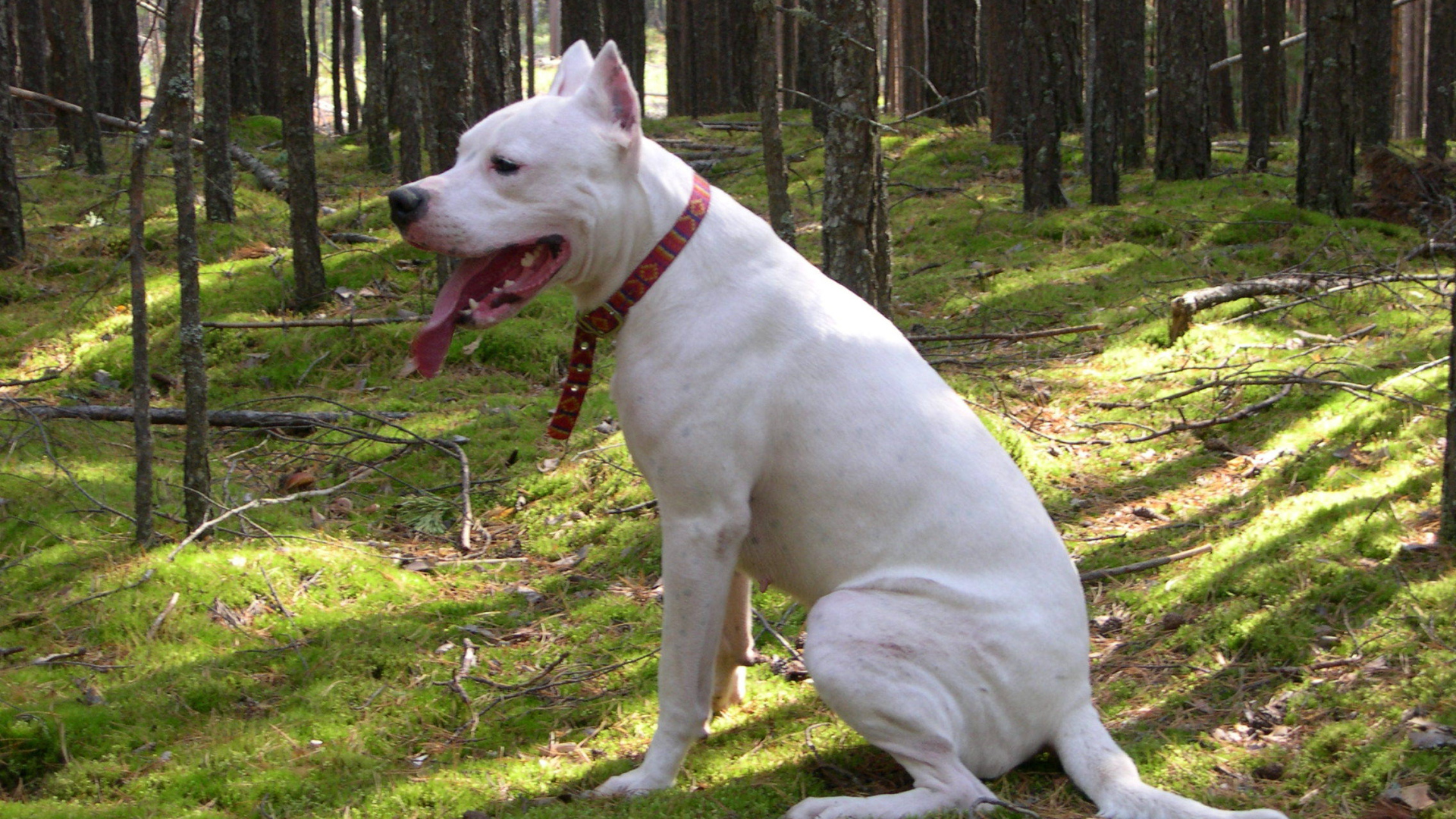 Аргентинский дог сидит в лесу