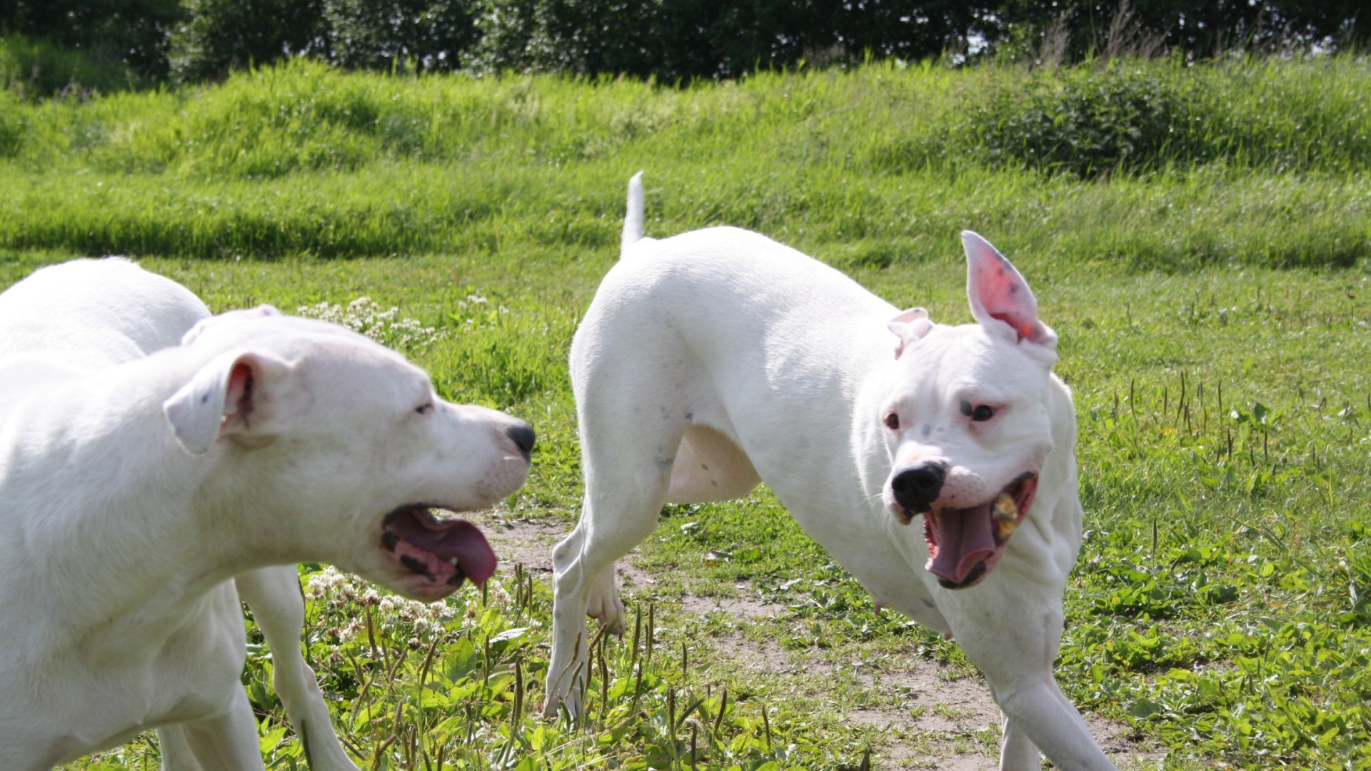 Аргентинские доги играют