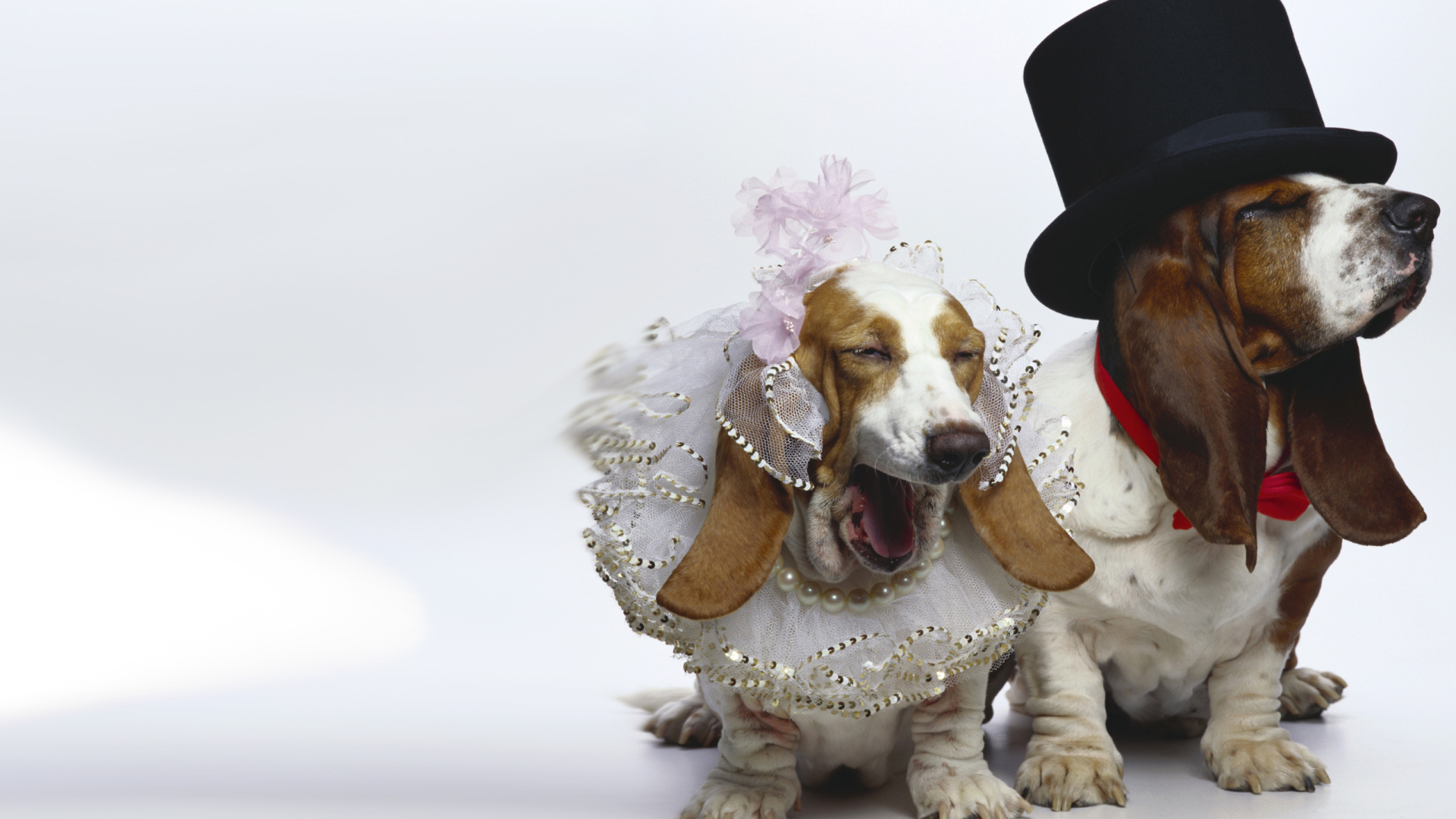 Нарядные бассет-хаунды на белом фоне