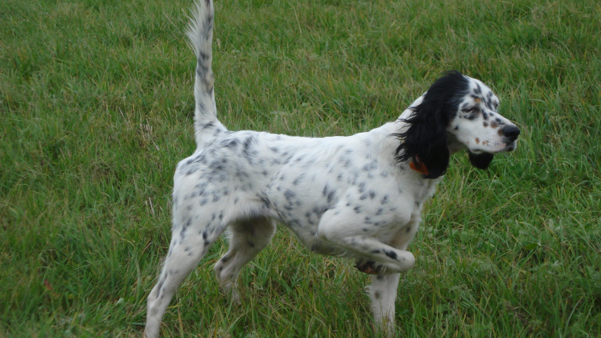 Английский сеттер, хвост трубой