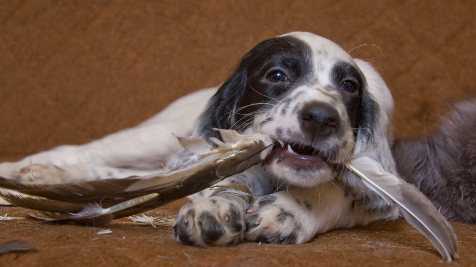 Английский сеттер и  перья