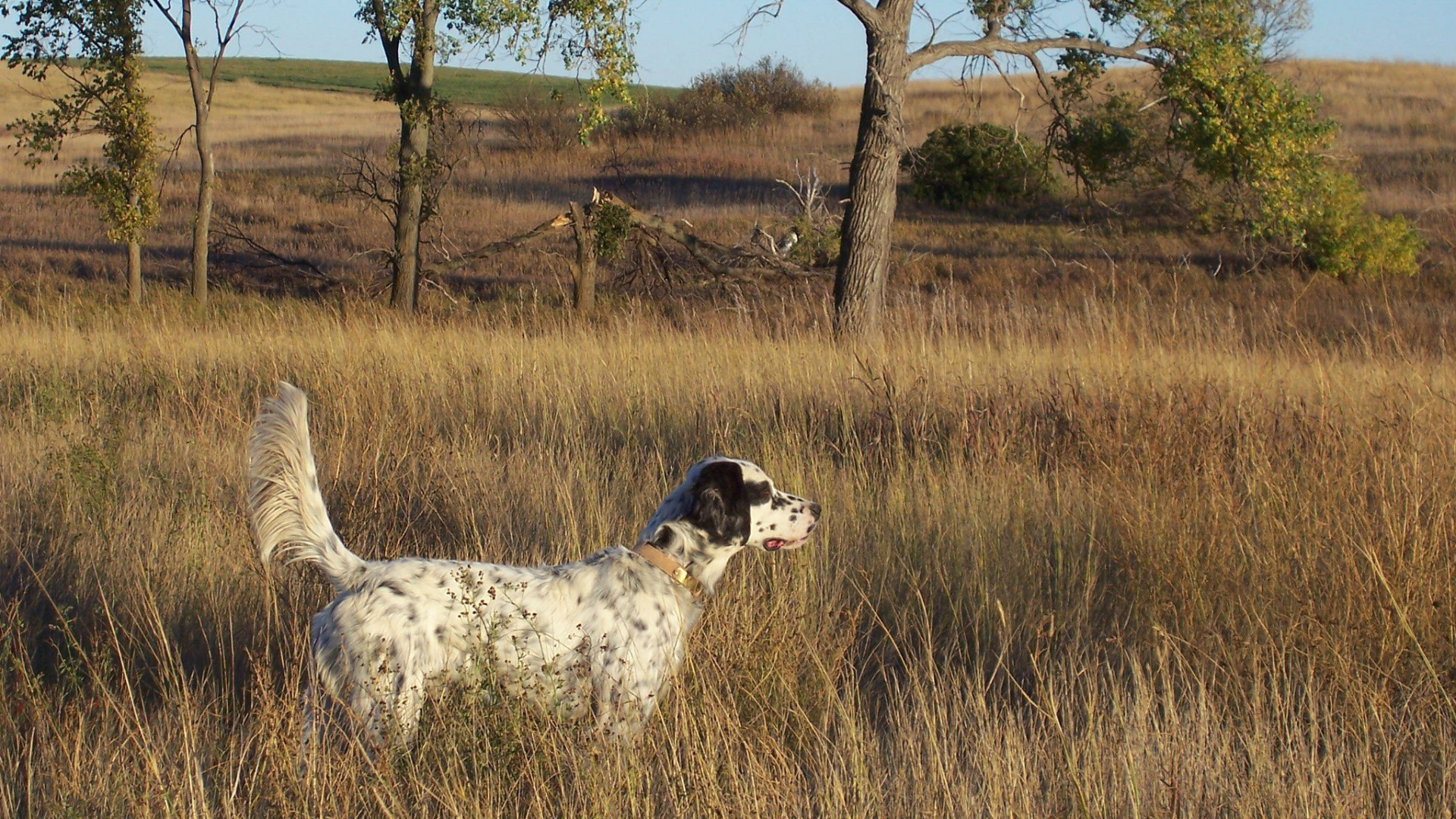 Английский сеттер в высохшей траве