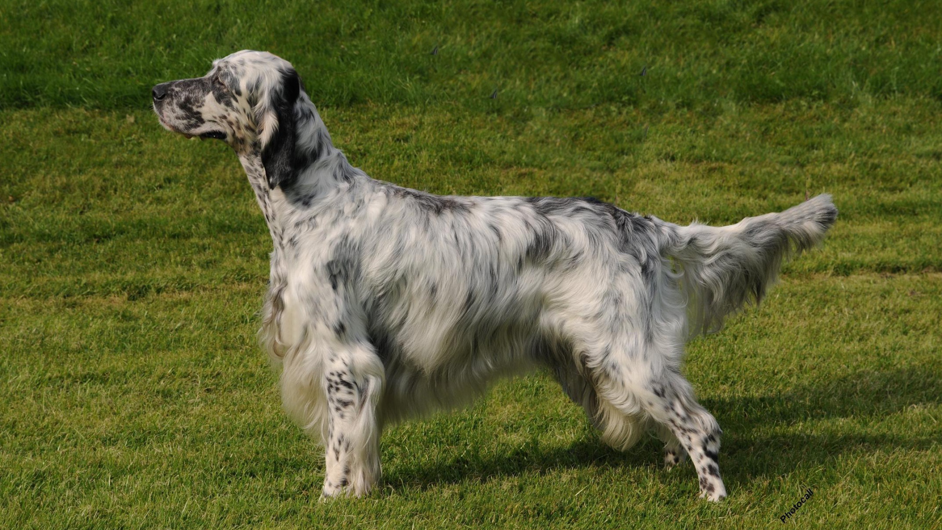 Английский сеттер на природе