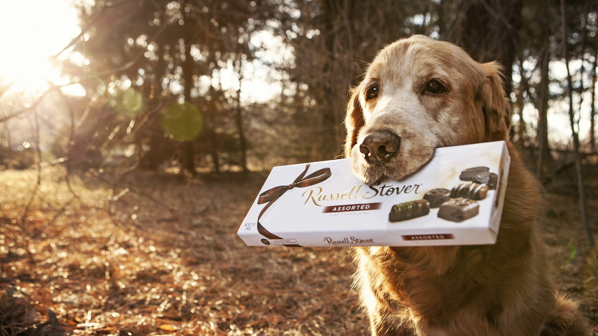 Английский сеттер с коробкой конфет