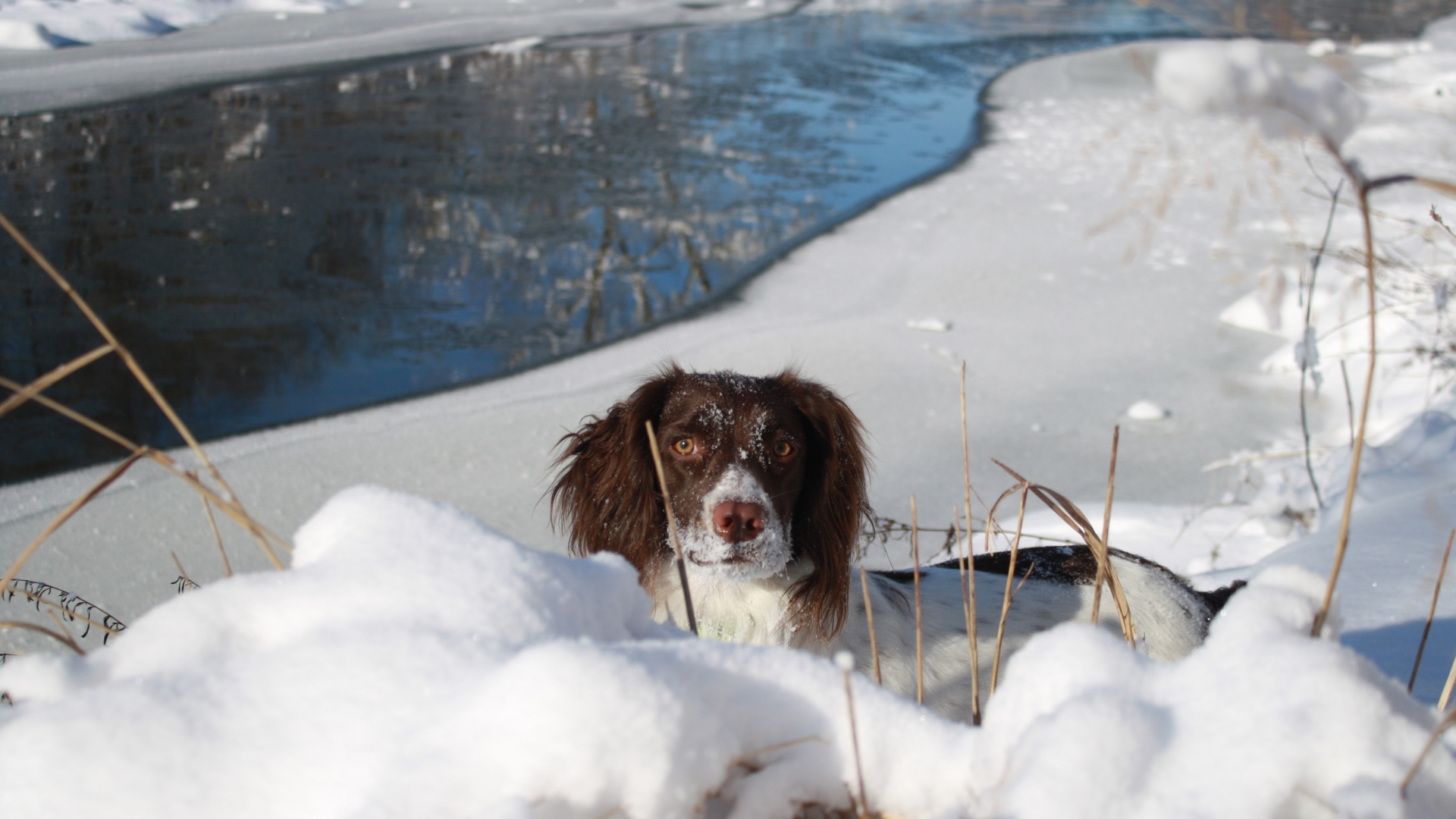 Английский спрингер-спаниель в сугробе