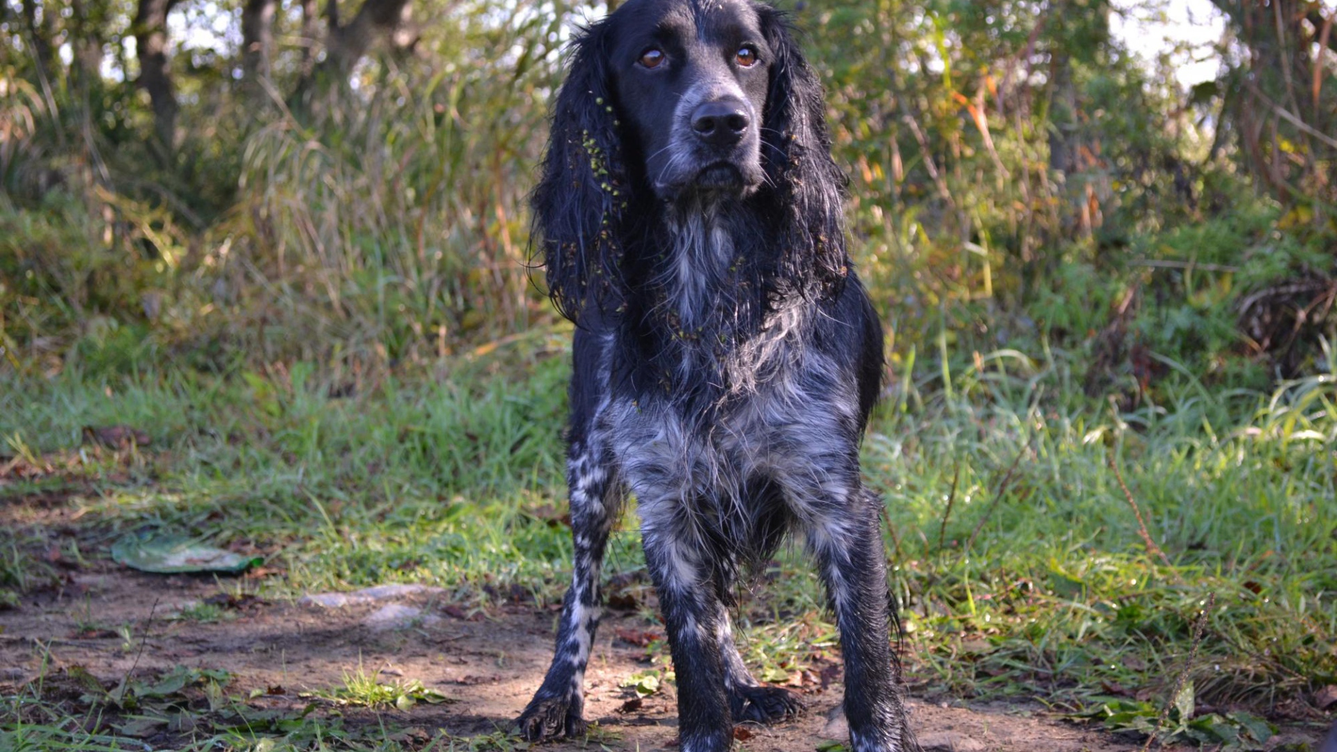 Английский спрингер-спаниель в лесу
