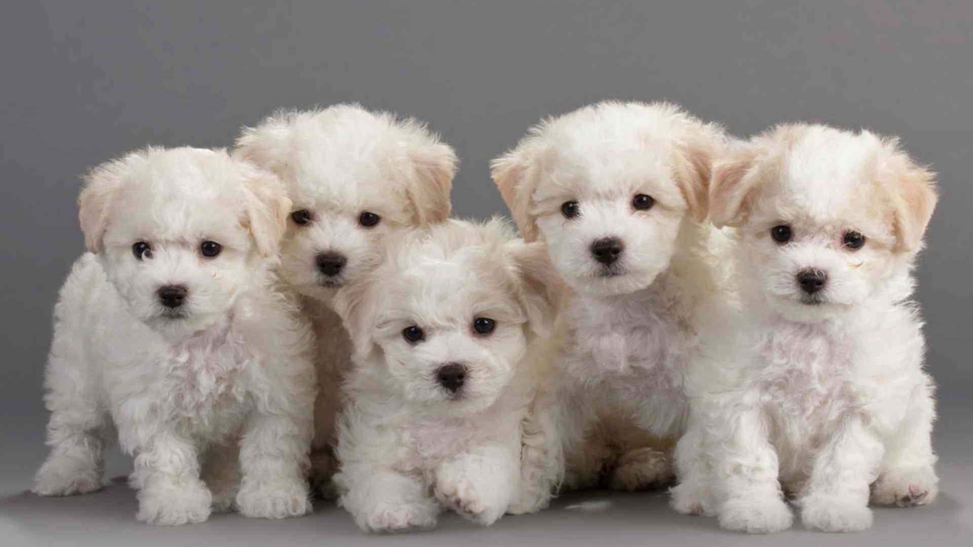 Семейство породы бишон-фриз на сером фоне