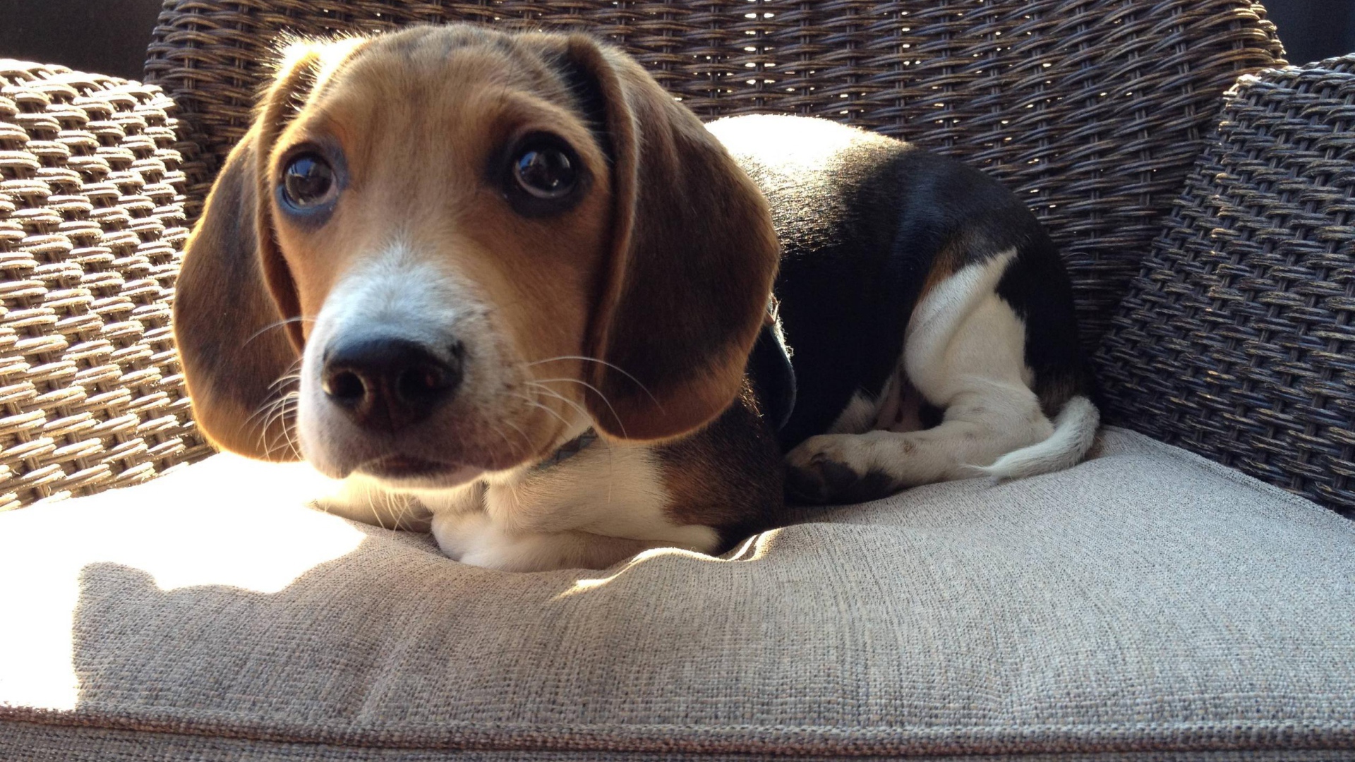 Смешная собака породы бигль на кресле