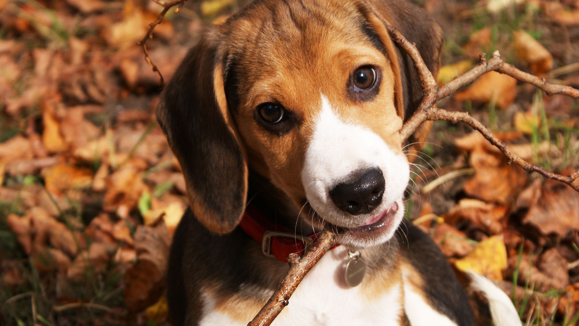 Смешная собака породы бигль грызёт ветку