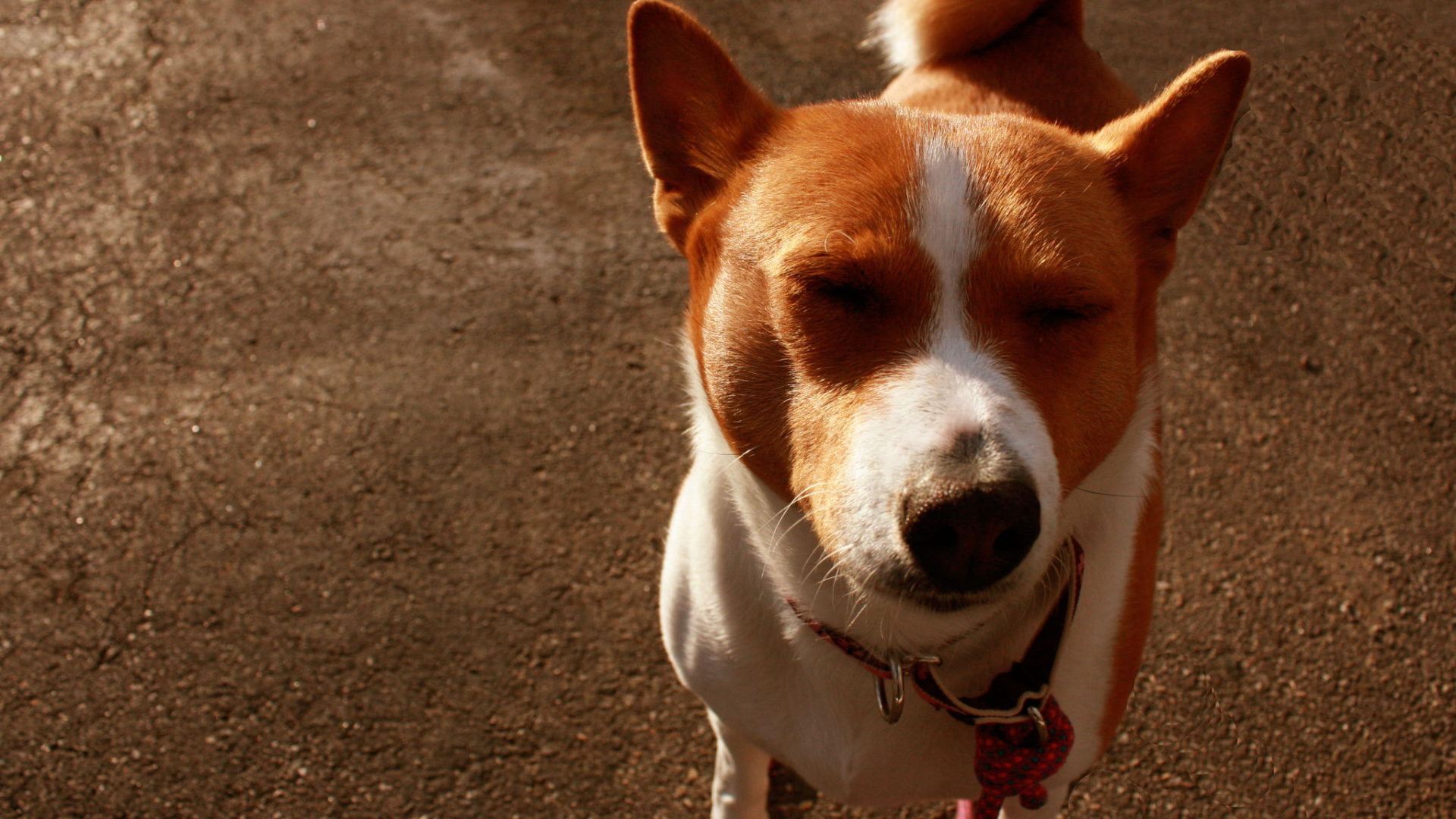 Смешная собака породы басенджи